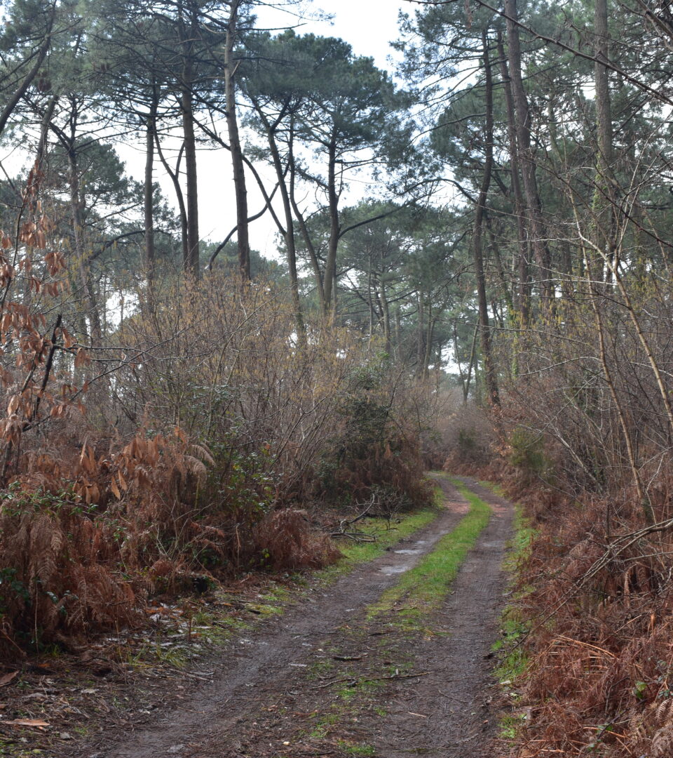 La forêt usagère a un statut unique en France. Les habitants des communes voisines peuvent prélever gratuitement le bois pour leur utilisation personnelle.