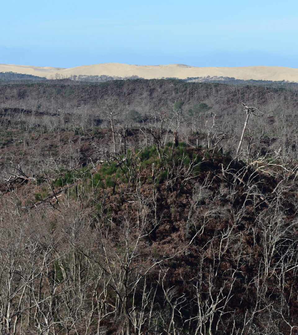 La dune du Pyla bordée de forêt sinistrée. Après l’incendie, des insectes ravageurs ont aggravé la destruction. Entre 65 et 80% de la forêt usagère est anéantie.