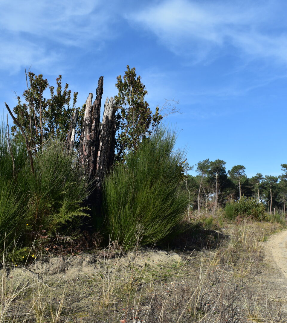 Un incendie peut être un facteur de fertilité des sols. En forêt usagère, la biodiversité réapparait progressivement.