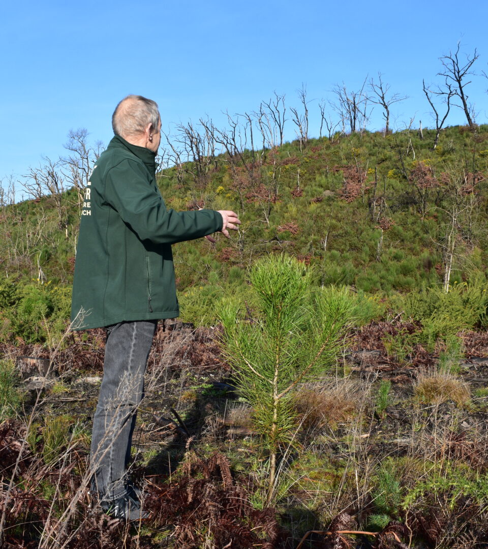Jean-François Deutsch, garde particulier de la forêt usagère observe la régénération naturelle. On peut voir un jeune pin qui a poussé depuis l’incendie.
