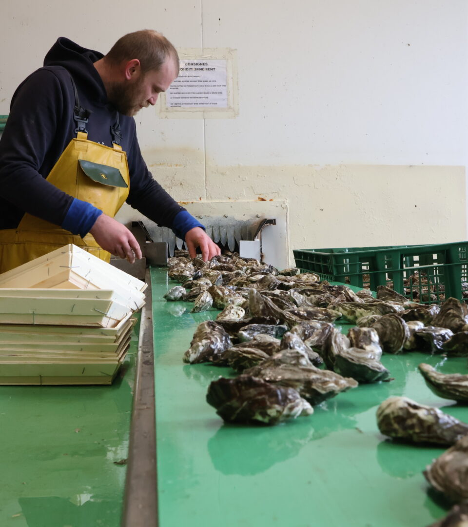 La période des fêtes est cruciale pour les ostréiculteurs. En France, ils y vendent près de deux tiers de leur production annuelle.