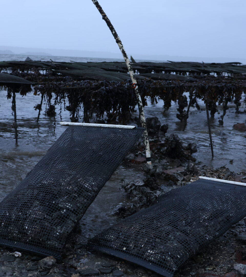L’été, l’eau en rade de Brest peut atteindre 22 degrés, loin des 15 degrés idéaux pour la croissance de l’huître.