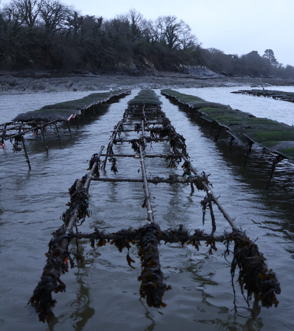 Après quelques jours de faibles marées (ou “mortes-eaux”), il fallait se lever de bonne heure pour avoir accès à ces tables à huîtres, uniquement visibles à marée basse.