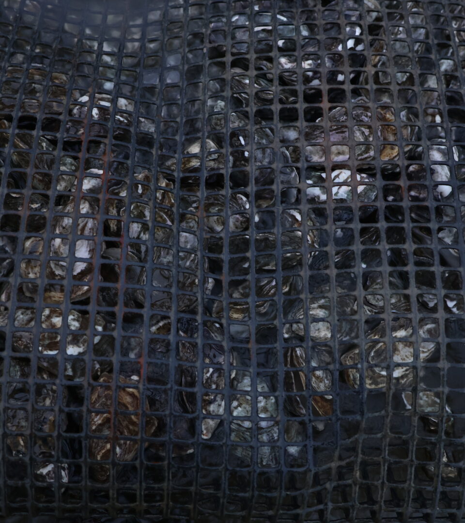 Pour faire face aux effets du réchauffement climatique, l’exploitation achète depuis deux ans des huîtres plus âgées, considérées comme plus résistantes.