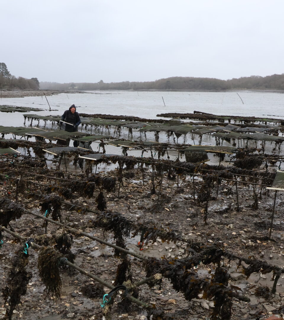 Répartie sur un total de 6 hectares, l'exploitation des huîtres Le Gall produit environ 300 tonnes par an de coquillages en tout genre.