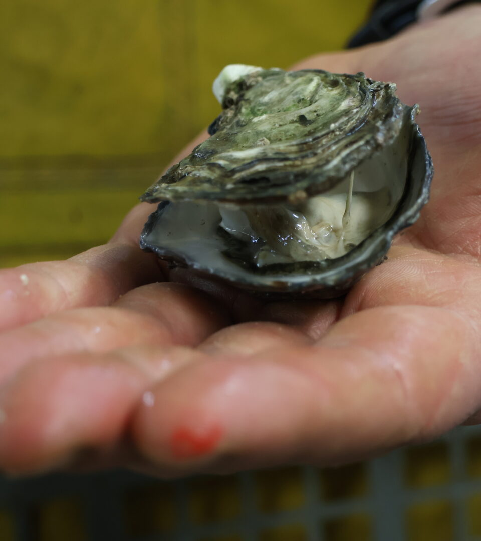 Avec la répétition des pics de chaleur estivaux, les ostréiculteurs observent des coquilles plus fragiles, au risque de rendre certaines huîtres invendables.